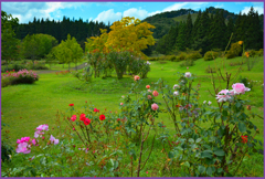 「東八甲田ローズカントリー」7