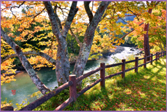 奥入瀬渓流「紅葉.縁日