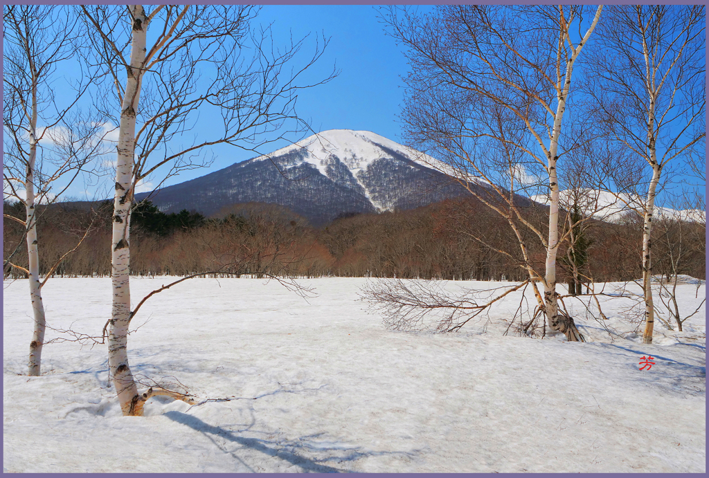 八甲田山.田代平高原「樺と雛岳Ⅱ」
