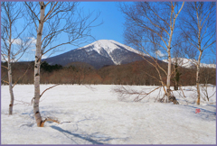 八甲田山.田代平高原「樺と雛岳Ⅱ」