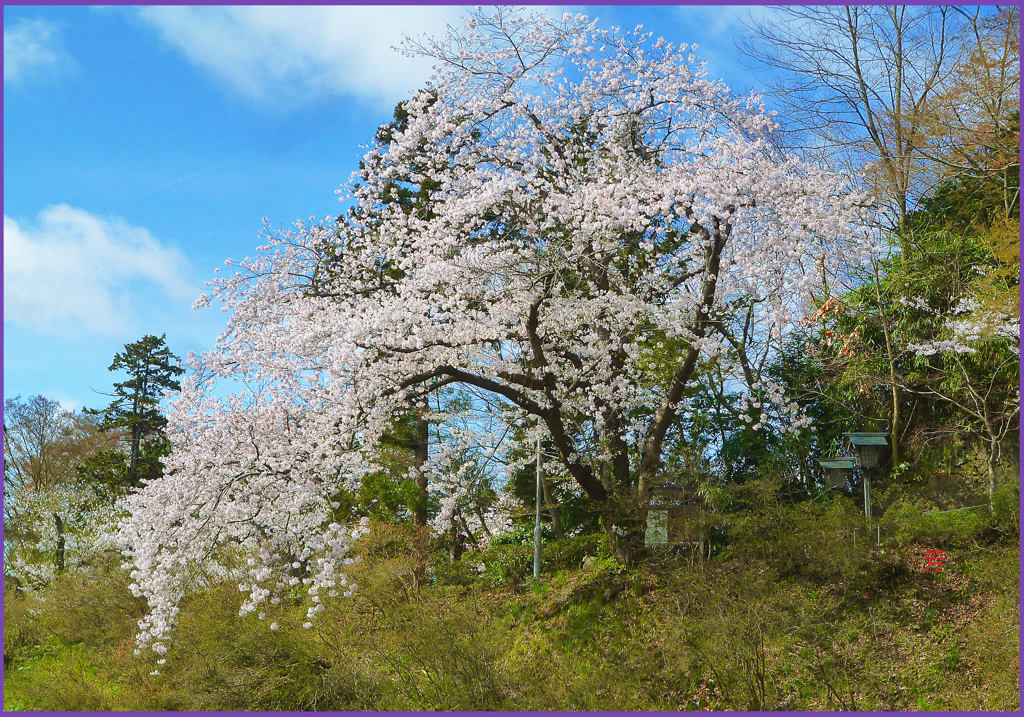 「丘の大櫻」