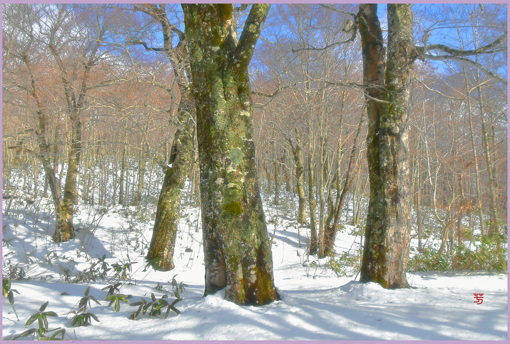 北東北.雪のバラード　10 -太古ブナ