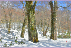 北東北.雪のバラード　10 -太古ブナ