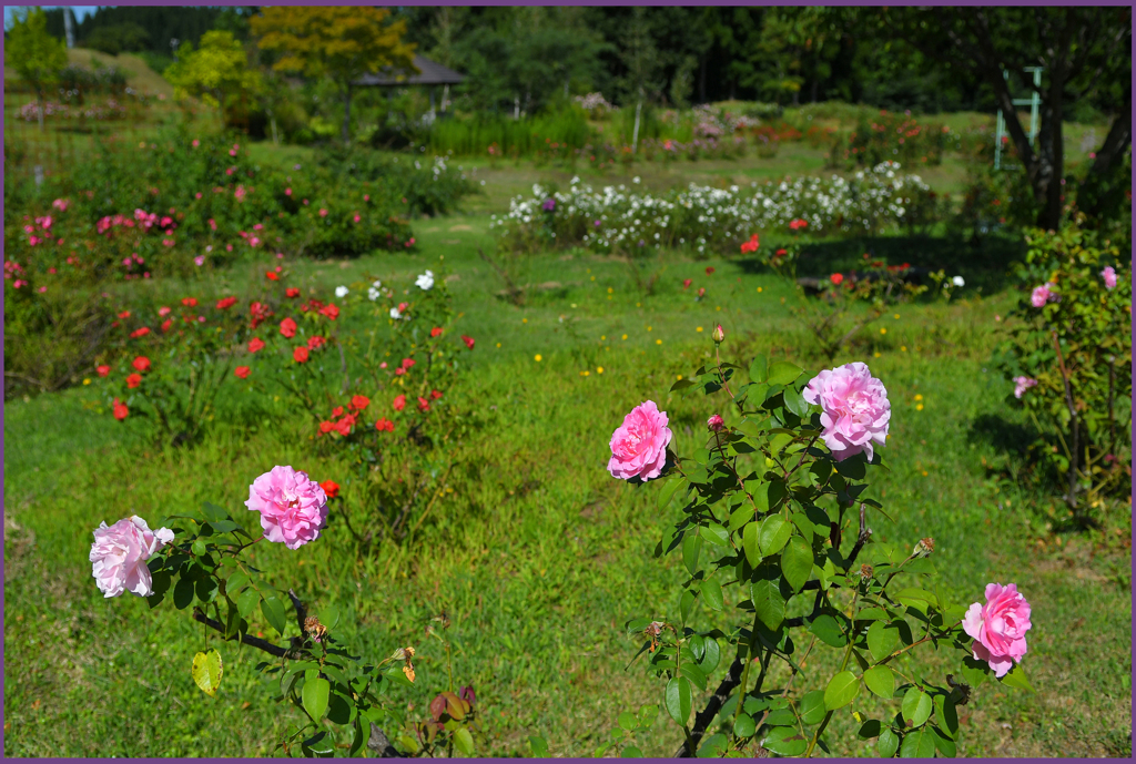 「東八甲田ローズカントリー」1