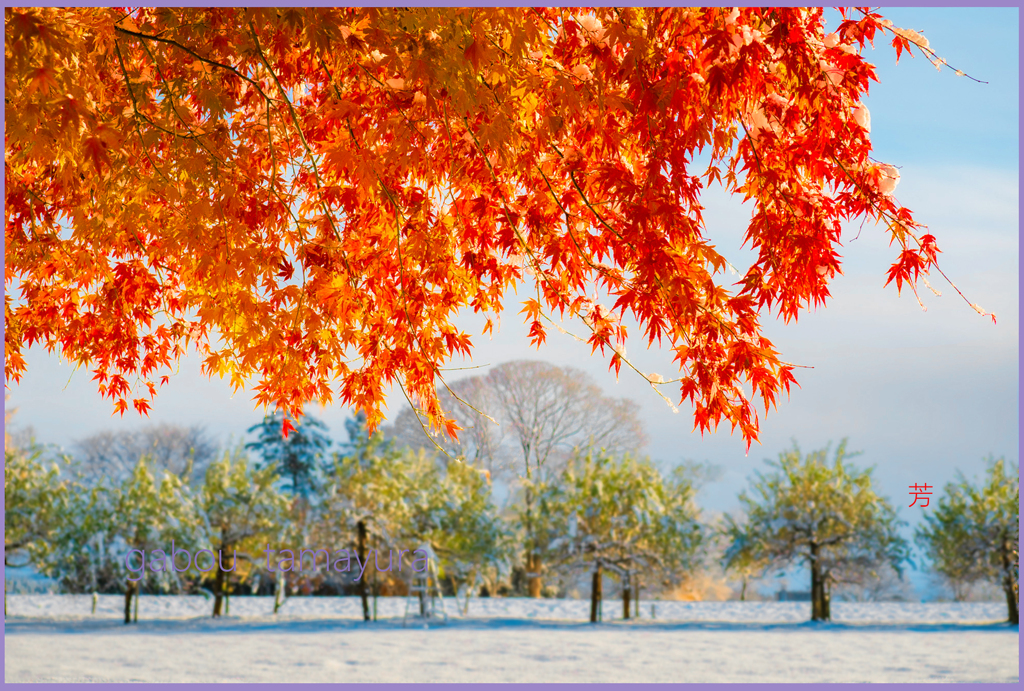 「まきば初雪」