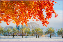 「まきば初雪」