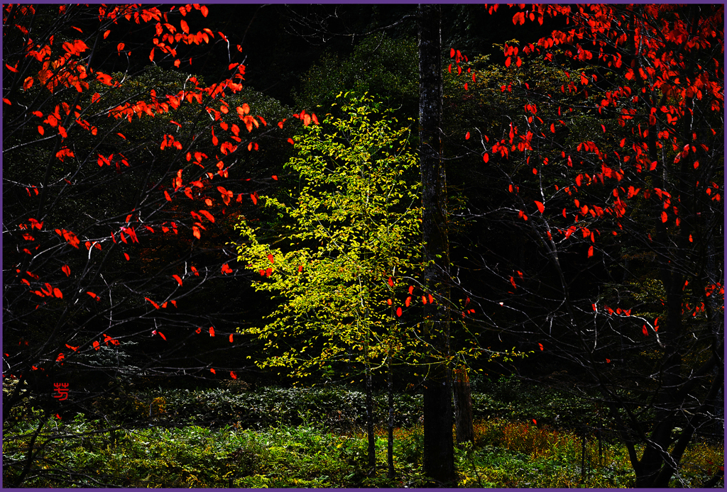 「朝暘に照る」