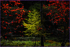 「朝暘に照る」