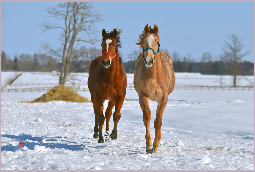「2019　まきば春陽光　Ⅲ」