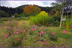 穏やかな薔薇園