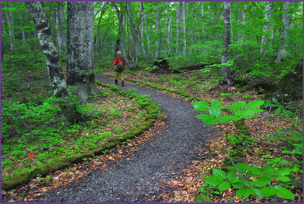 「蔦新緑.ブナ小路 5」