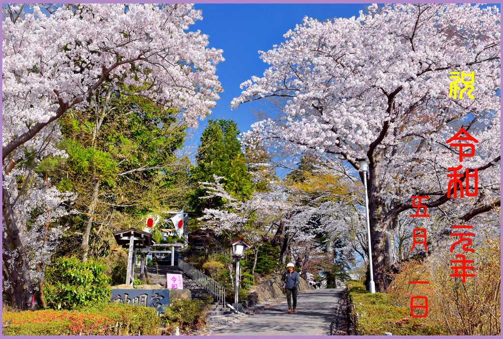 「祝.令和元年満開桜」