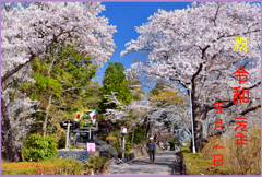 「祝.令和元年満開桜」