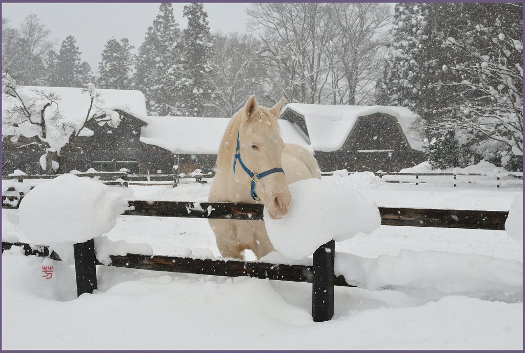 「雪　日」