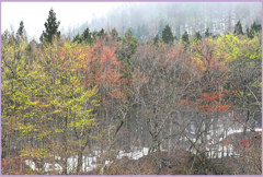 八甲田山岳芽吹く