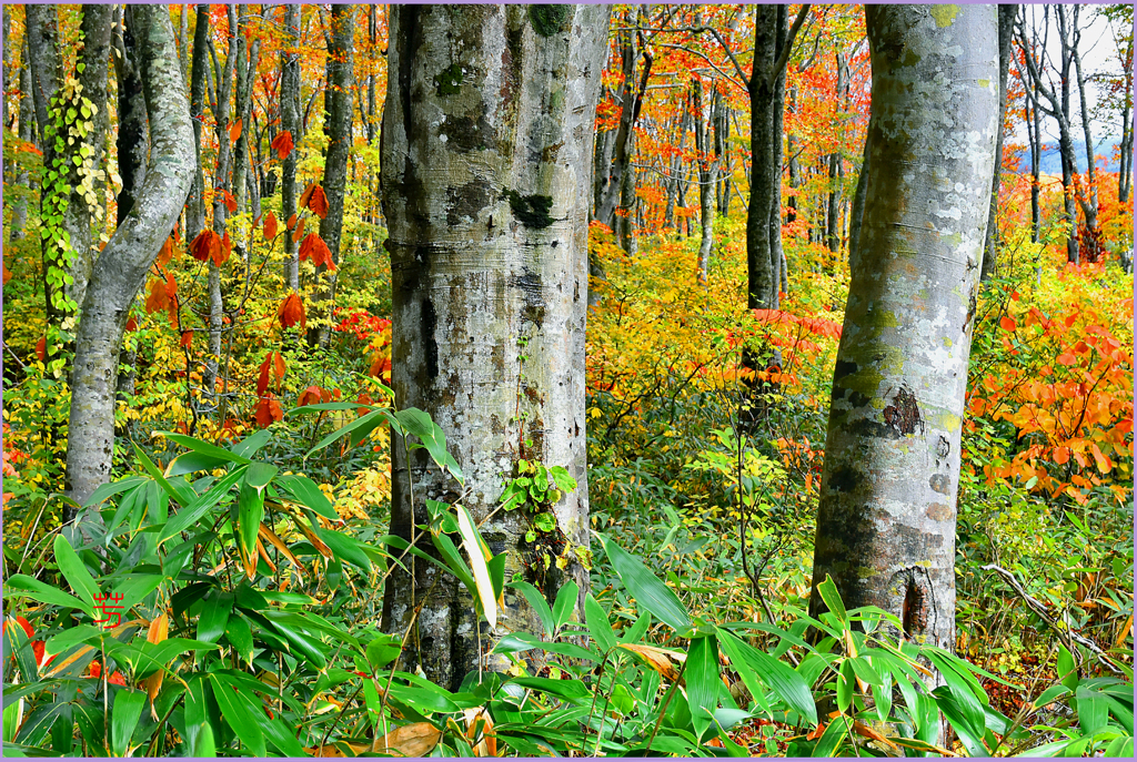 ブナ林紅葉　1