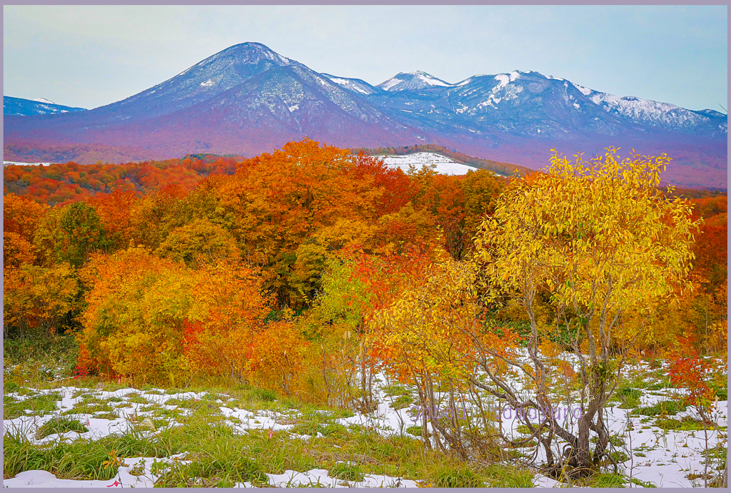 「冠雪と大紅葉」