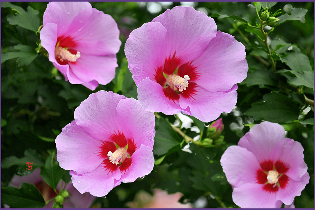 「爽やかな朝」