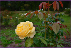 夜明けの薔薇Ⅲ
