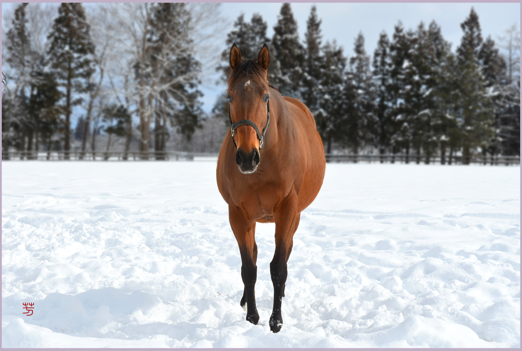 まきば雪晴 Ⅱ