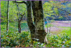 「萌黄照る11」