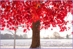 「初雪 の翌日」　