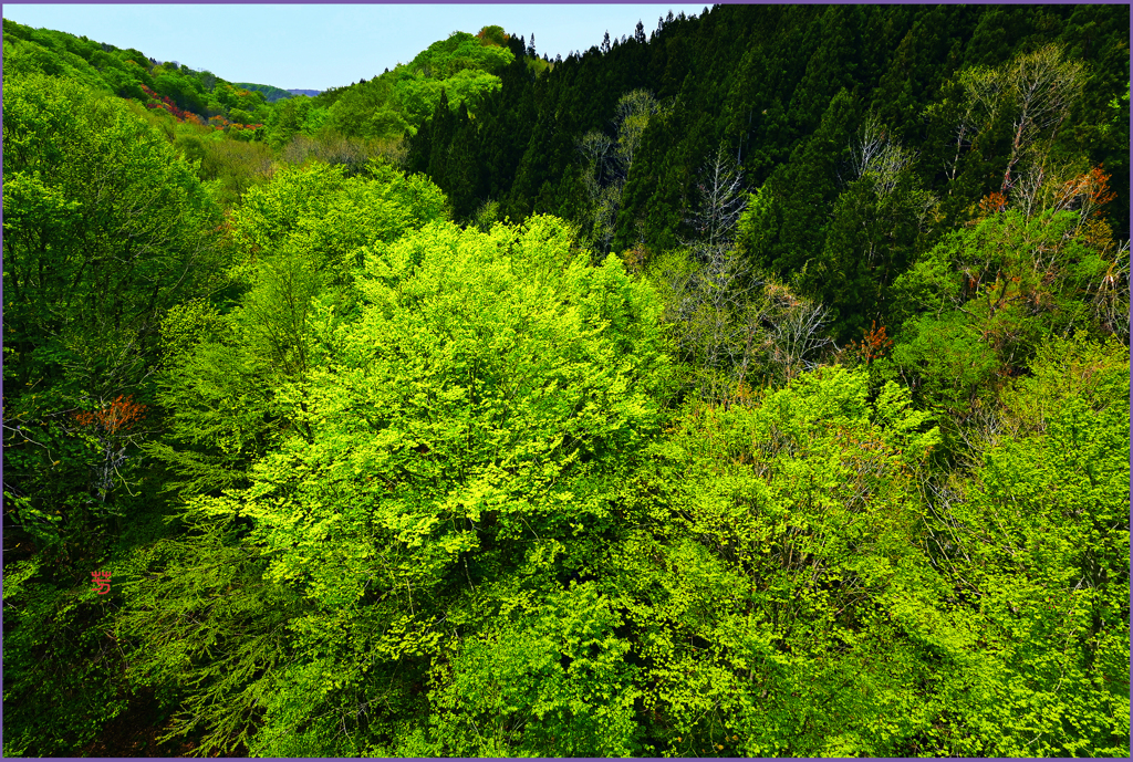 「若葉喝采Ⅱ」