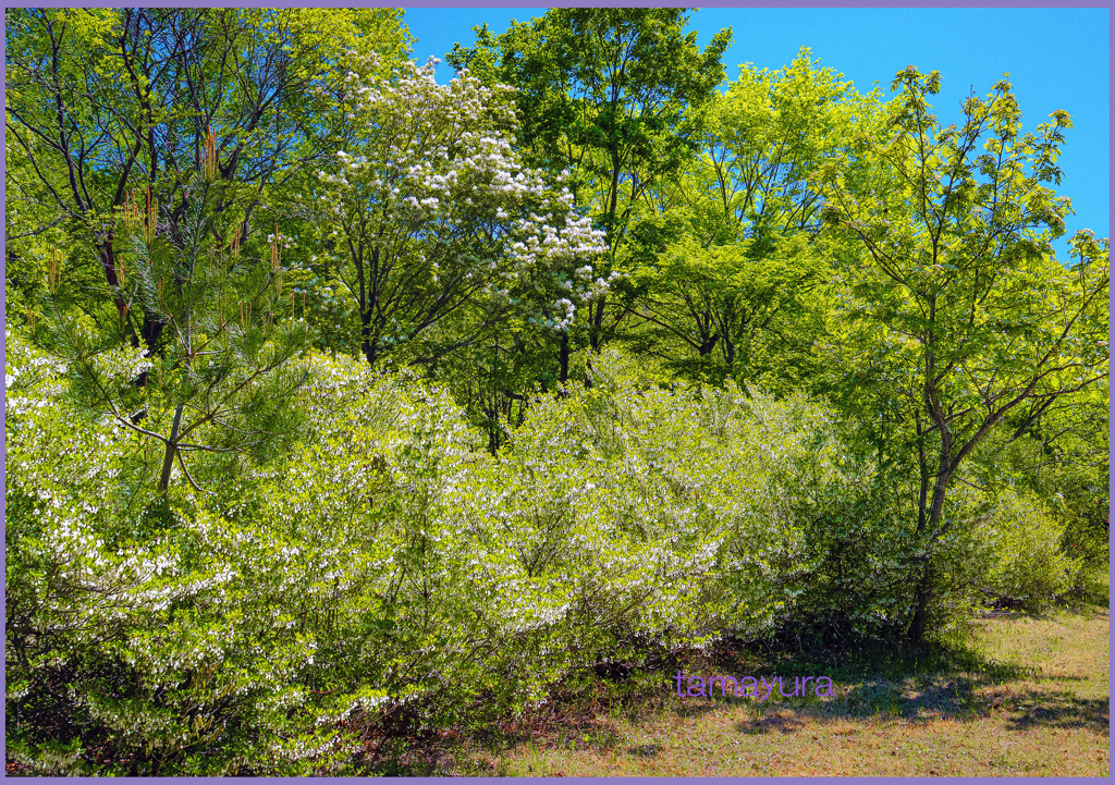 @萌黄照る by G9MⅡ星人 (ID:13505990) - 写真共有サイト:PHOTOHITO