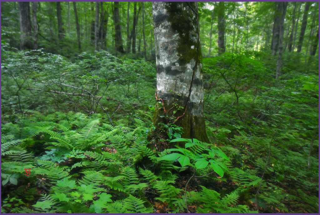 「ブナの森にて」