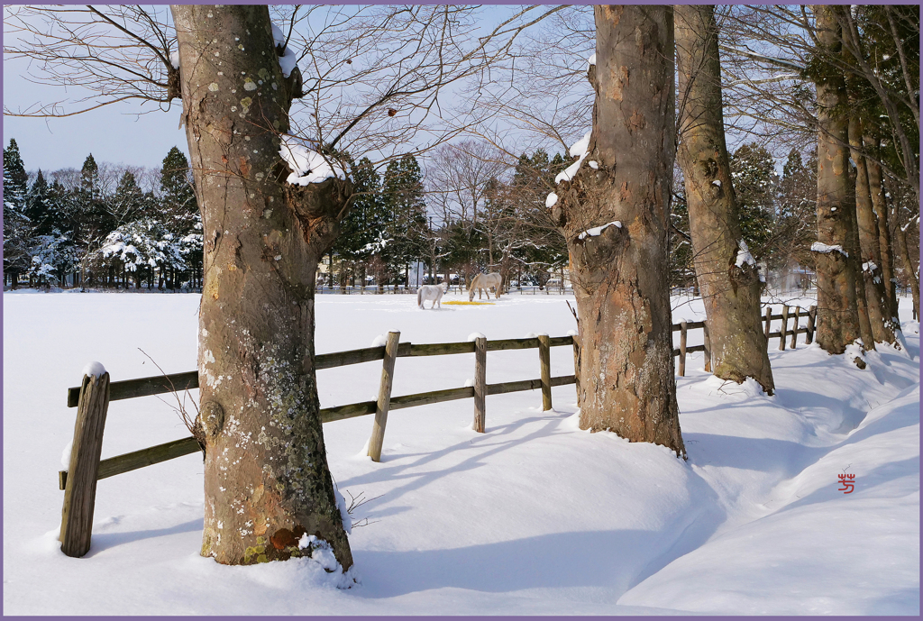「まきば晴天」
