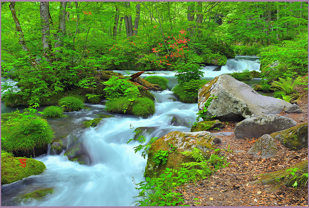 山ツツジ咲く.上阿修羅　2