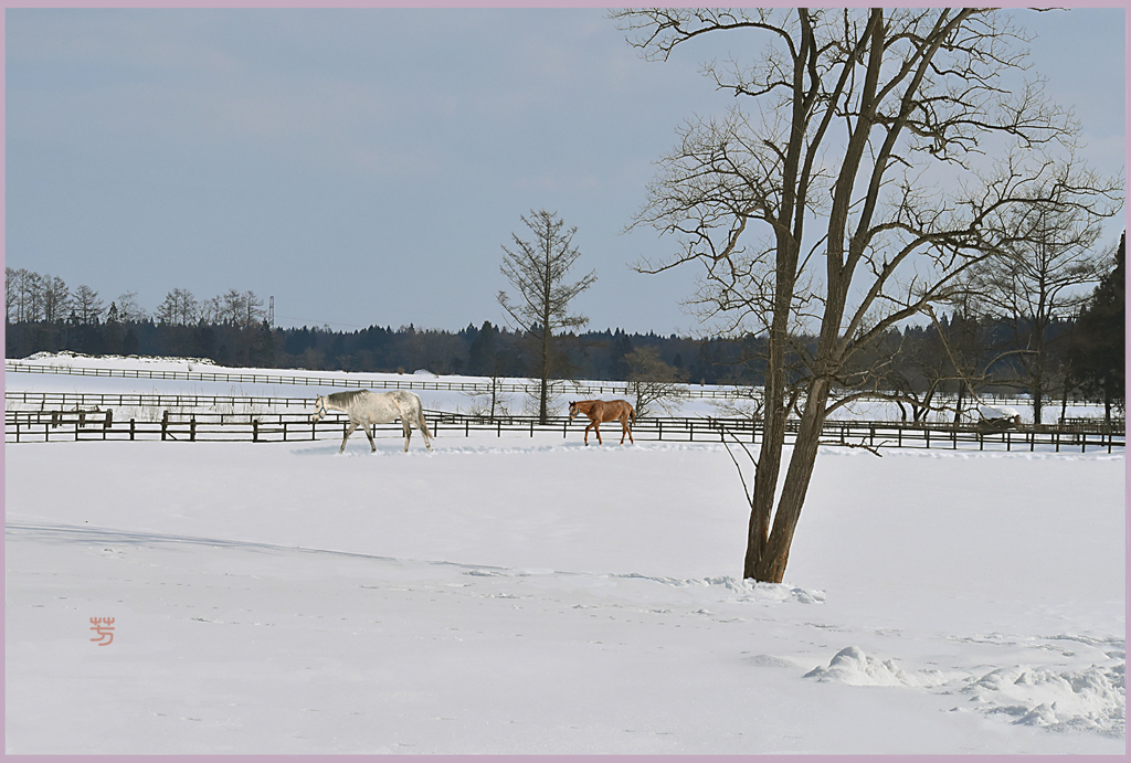 2019白馬と栗仔馬Ⅲ「まきば照る」