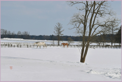 2019白馬と栗仔馬Ⅲ「まきば照る」