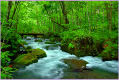 奥入瀬　「万緑の奥瀬橋」Ⅱ