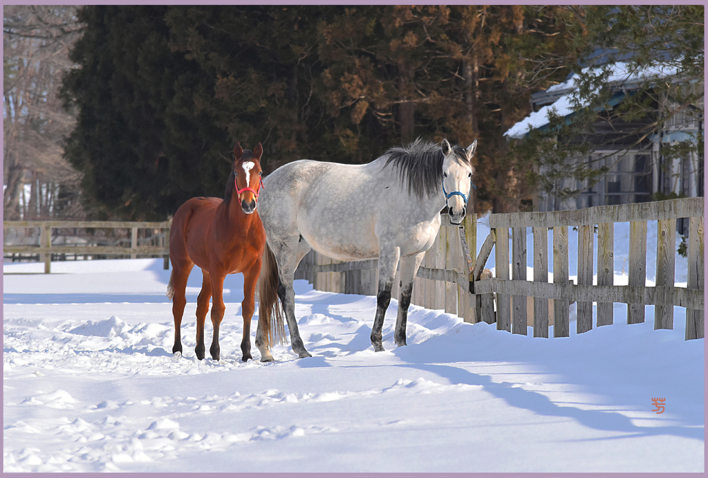 まきば陽光　Ⅴ