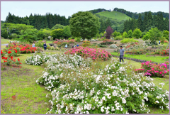 東八甲田ローズカントリー　Ⅱ