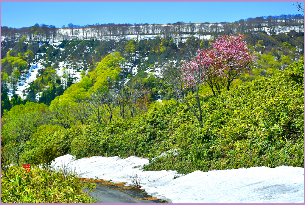 八甲田山中腹「山赤桜」