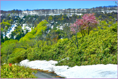 八甲田山中腹「山赤桜」