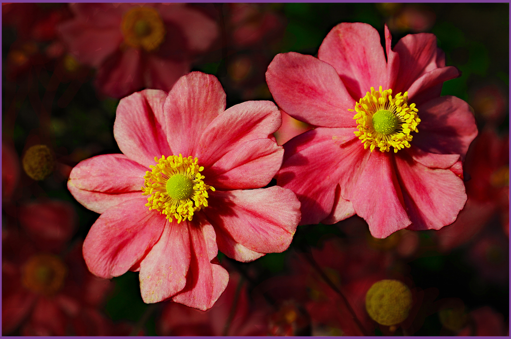 「斜陽に映え」