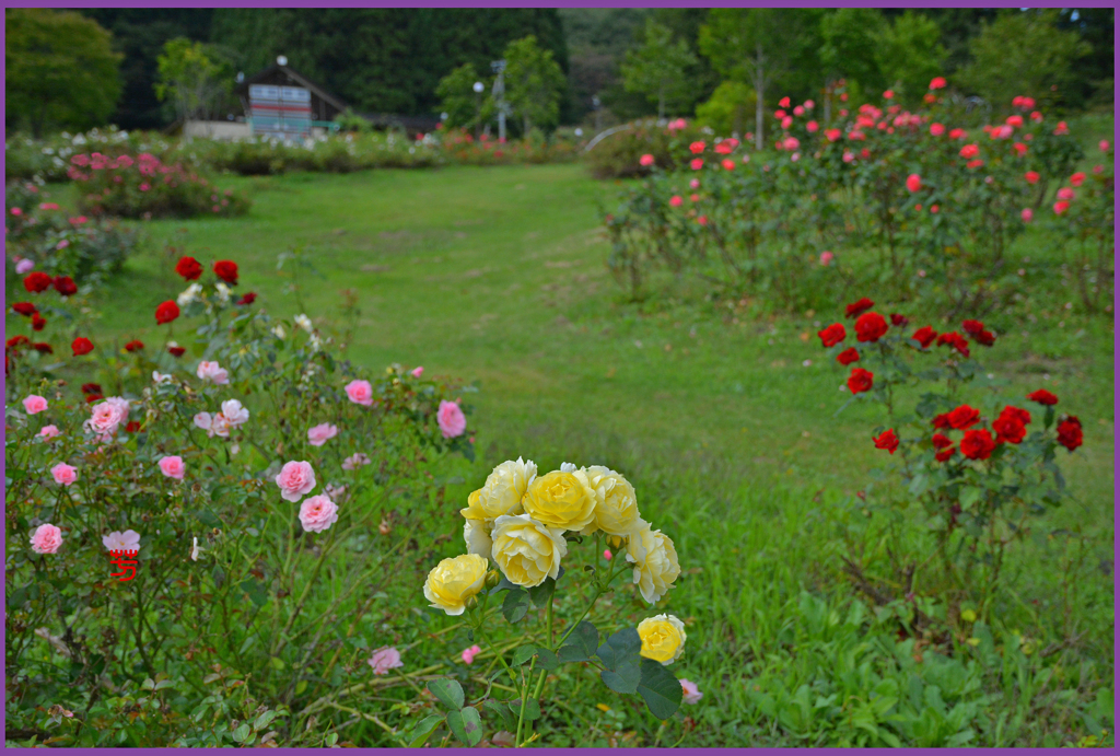 夜明けの薔薇Ⅳ