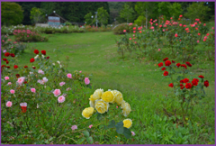 夜明けの薔薇Ⅳ