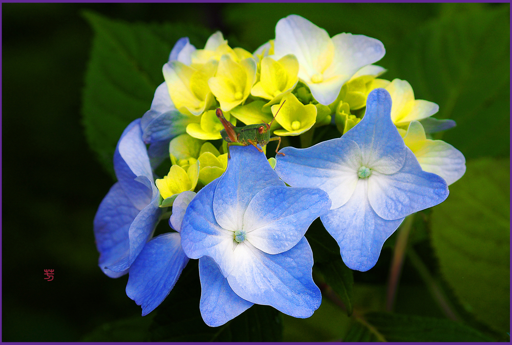 夜明けの紫陽花