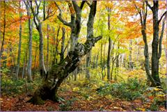＠                       ブナ林紅葉　2