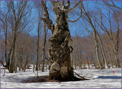 「ブナ元首.大魔王」