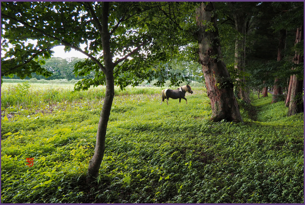 「平素.まきばの朝」8