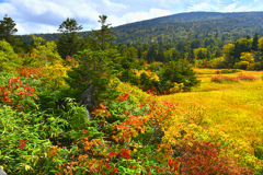 八甲田山「八甲田湿原」