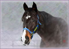 ＠　クイーンの肖像　Ⅱ