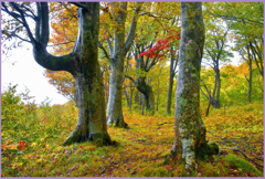 八甲田山　「ブナ林紅葉」