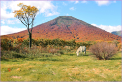 雛岳晩秋 Ⅱ　(南八甲田）