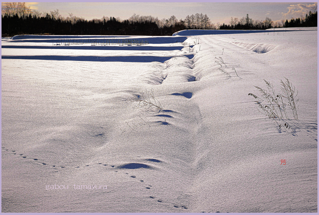 「輝る雪」